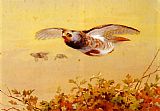 Flight Canvas Paintings - English Partridge In Flight